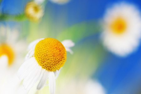 Chamomile flowers field  in sun ligh. Chamomile close-up .Daisies background. Beautiful nature scene. Summer background.Chamomile field. Beautiful meadow.の写真素材