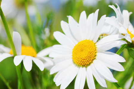 Green grass and chamomile in the natureの写真素材