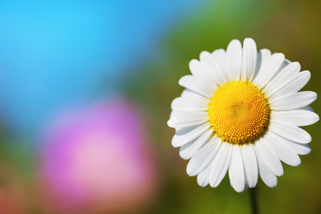 Chamomile flowers field  in sun ligh. Chamomile close-up .の写真素材