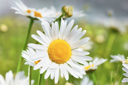 Chamomile flowers field  in sun ligh. Chamomile close-up の写真素材