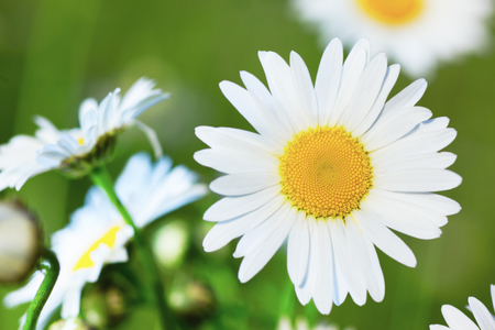 Chamomile flowers field  in sun ligh. Chamomile close-up の写真素材