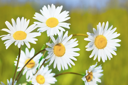 Chamomile flowers field  in sun ligh.の写真素材