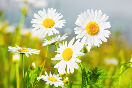 Chamomile flowers field  in sun ligh.の写真素材