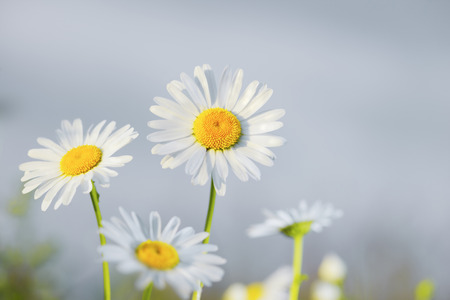 Chamomile flowers field  in sun ligh. の写真素材