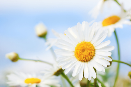 Chamomile flowers field  in sun ligh. Chamomile close-up の写真素材