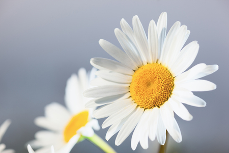 Chamomile flowers field  in sun ligh. Chamomile close-up の写真素材