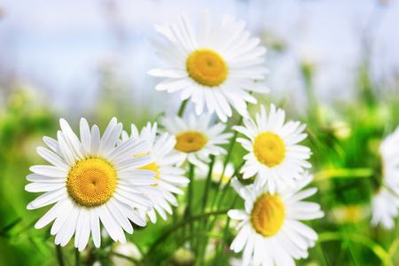 Chamomile flowers field  in sun ligh.の写真素材