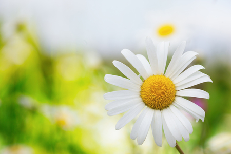 Chamomile flowers field  in sun ligh. Chamomile close-up .の写真素材