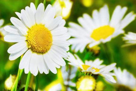 Chamomile flowers field  in sun ligh. Chamomile close-up .の写真素材