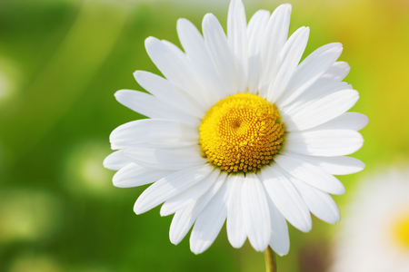 Chamomile flowers field  in sun ligh. Chamomile close-up の写真素材