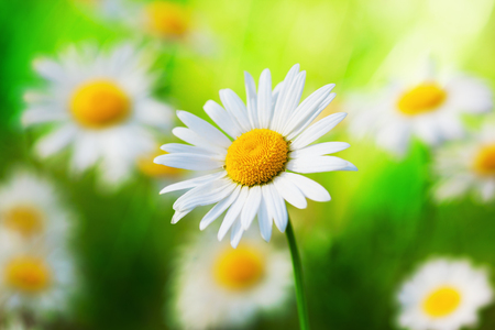 Chamomile flowers field  in sun ligh. の写真素材