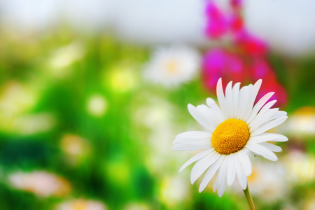 Chamomile flowers field  in sun ligh.の写真素材