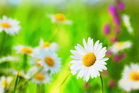 Chamomile flowers field  in sun ligh.の写真素材