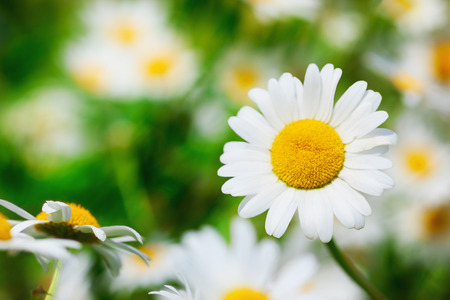 Chamomile flowers field  in sun ligh. の写真素材