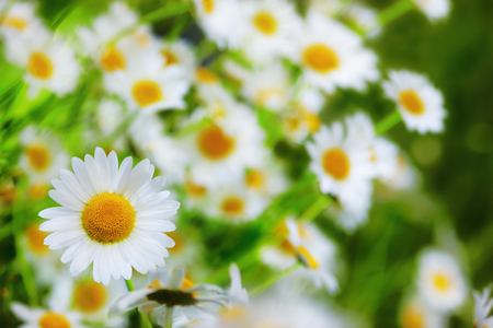 Chamomile flowers field  in sun ligh.の写真素材