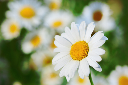 Chamomile flowers field  in sun ligh. Chamomile close-up の写真素材