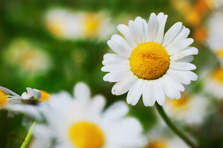 Chamomile flowers field in sun light.の写真素材