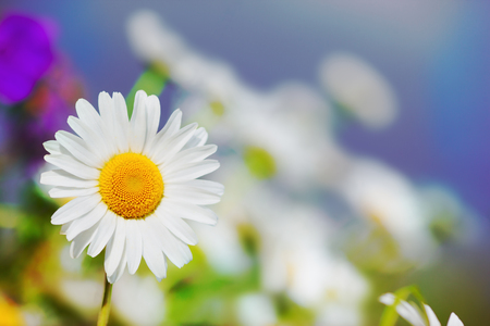 Chamomile flowers field in sun light.の写真素材