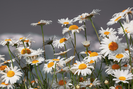 Flowering.  Blooming chamomile field, Chamomile flowers.の写真素材