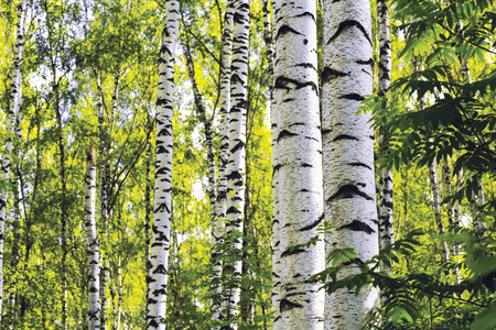 birch forest in sunlight in the morningの写真素材