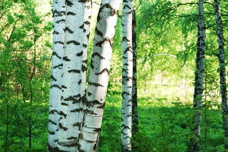 birch forest in sunlight in the morningの写真素材