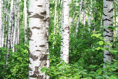 birch forest in sunlight in the morningの写真素材