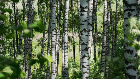 birch forest in sunlight in the morningの写真素材