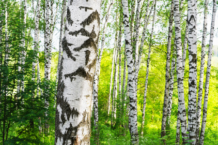 birch forest in sunlight in the morningの写真素材