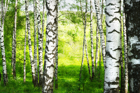 birch forest in sunlight in the morningの写真素材