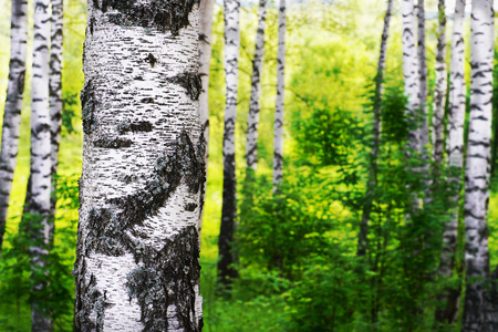 birch forest in sunlight in the morningの写真素材