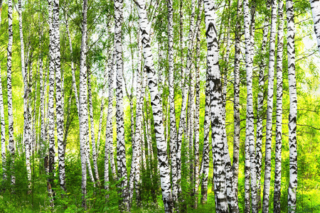 birch forest in sunlight in the morningの写真素材