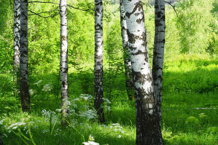 birch forest in sunlight in the morningの写真素材