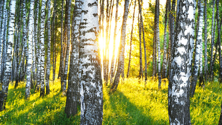 birch forest in sunlight in the morningの写真素材