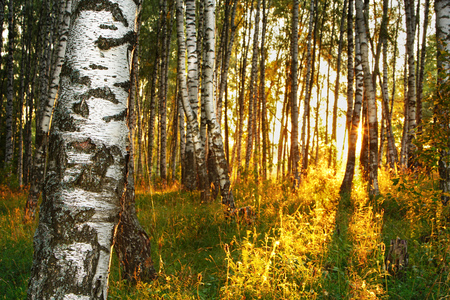 birch forest in sunlight in the morningの写真素材