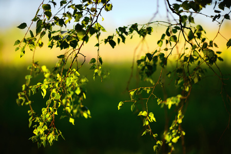 abstract background.  birch branches on a blurred background of the morning forestの写真素材