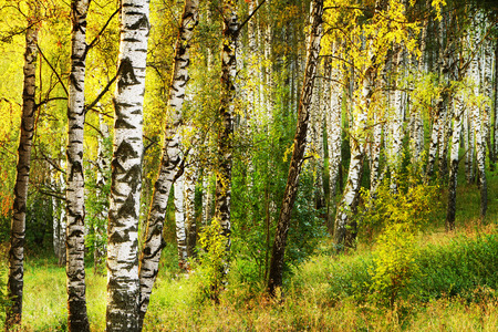 birch forest in sunlight in the morningの写真素材
