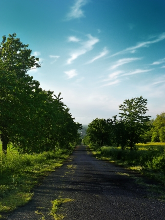 Cherry alleyの写真素材