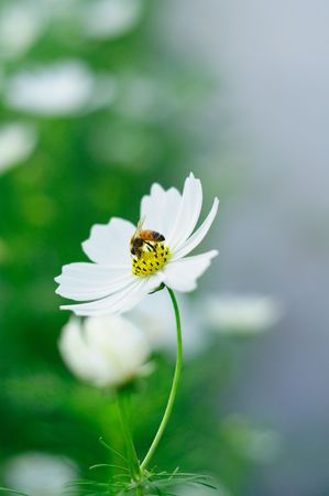 Flower and beeの写真素材