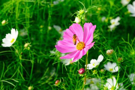 bee and flowerの写真素材