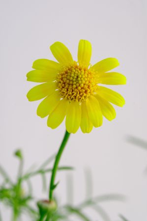 A chrysanthemum の写真素材