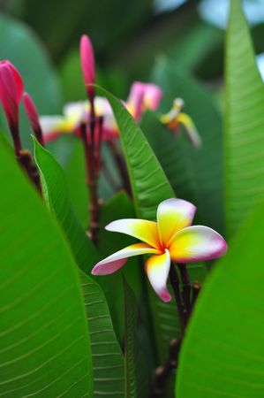 Plumeria rubraの写真素材
