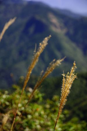 mountain and awn grassの写真素材