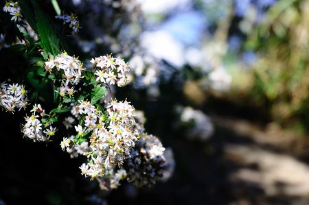 Small white flowers in the mountain の写真素材