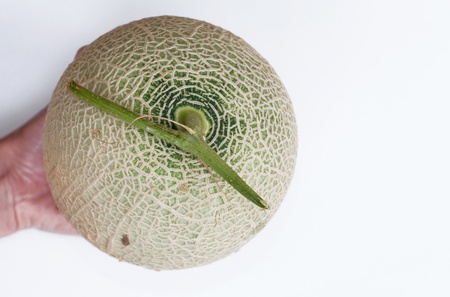 A isolated melon on the hand with white backgroundの写真素材
