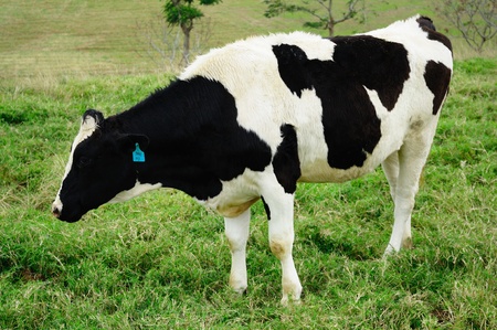 Milk cow in the rangelandの写真素材