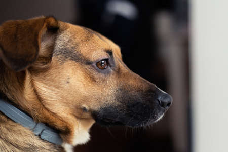 Cute brown dog close-up. Side view, small mongrel against dark background.の写真素材