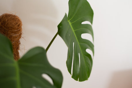 Close-up of green monstera deliciosa leafes, home interior, design, bright space, flowers and plants inside, new trendsの写真素材