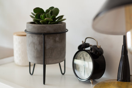 close-up of lucky tree crassula ovata in concrete flower pot, beautiful modern design, home decor, small retro black alarm clock and vintage lamp, bright space, interior decorations,の写真素材