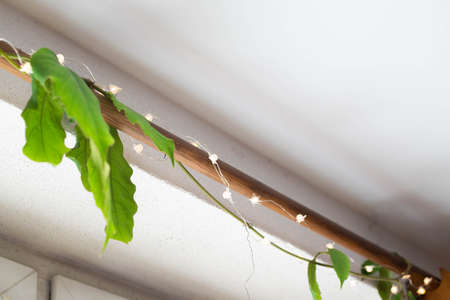 Green creeper, vine, climber above the bright window with cute lights against white background side view, trendy houseplants, spring mood and natural lifestyle, fresh home, bannerの写真素材