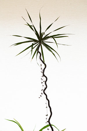 Green high dracaena, indoor trendy houseplants, against white background, natural lifestyle, floral flower background, banner vertical photo, spring cleaningの写真素材